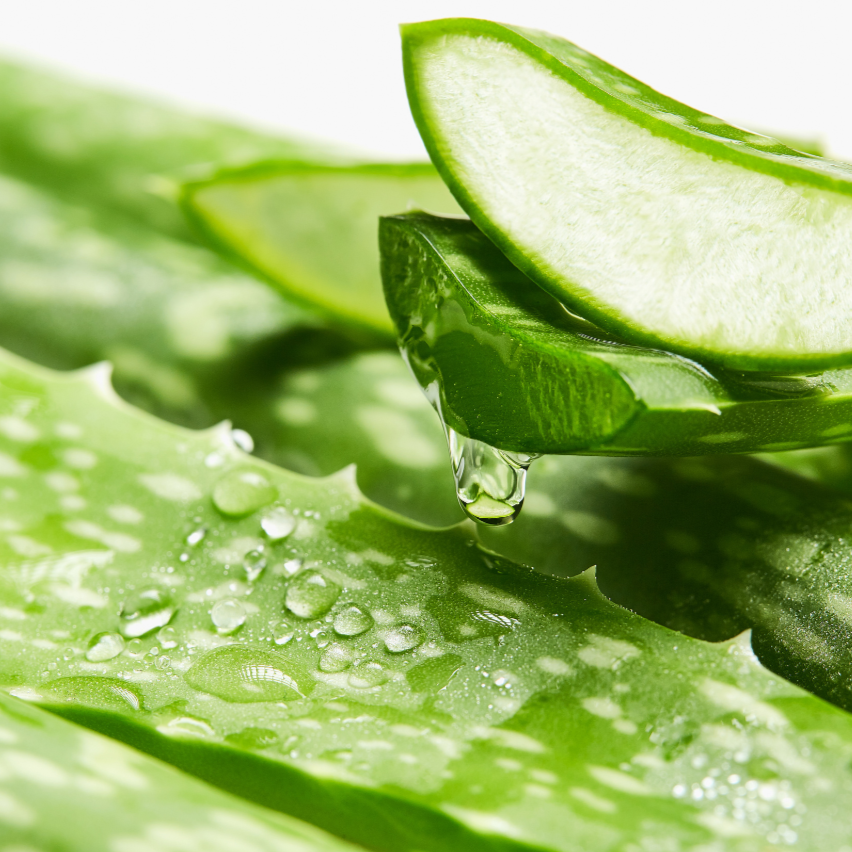 Frisches Aloe-Vera-Blatt mit durchsichtigem Gel und Wassertropfen, dekorative Darstellung